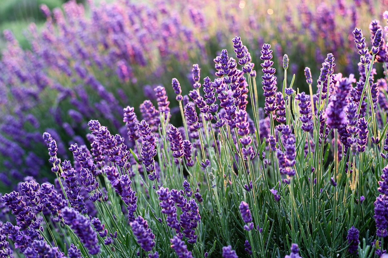 lavenders, flowers, lavender field