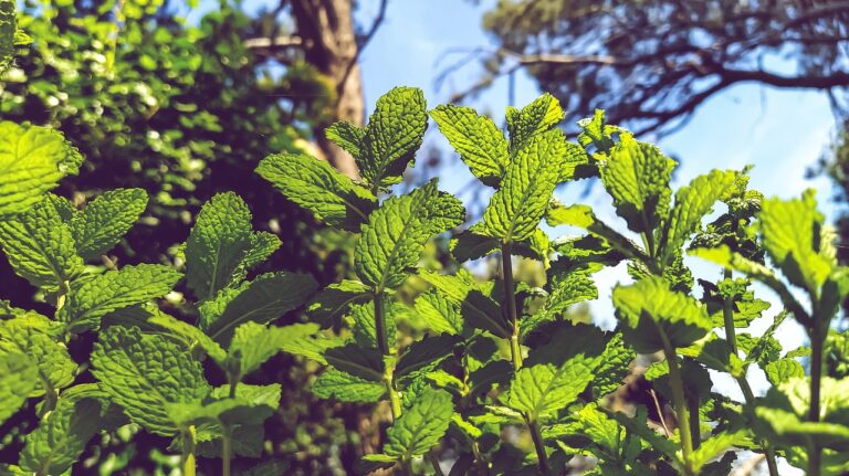 menta crispata, mint, mastranzo