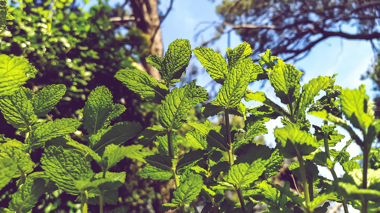 menta crispata, mint, mastranzo